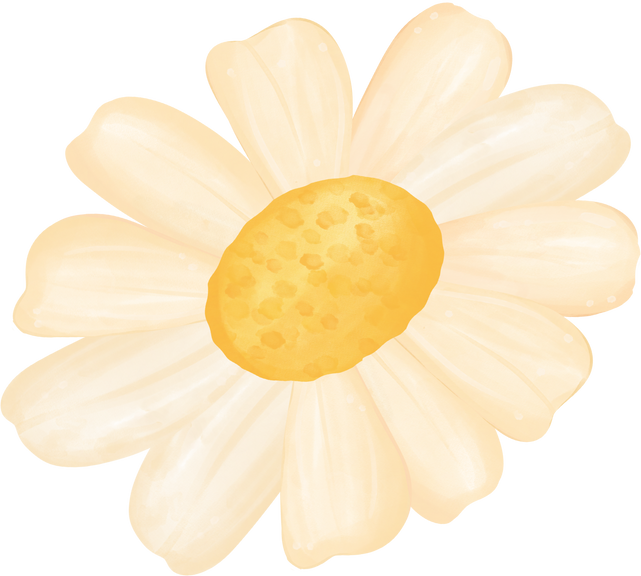 cute single daisy flower watercolour cartoon